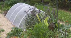 Row Cover in Garden