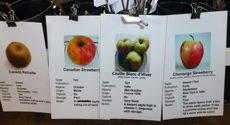 Heirloom Apples