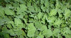 Kale Plants
