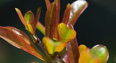 Pomegranate Leaves