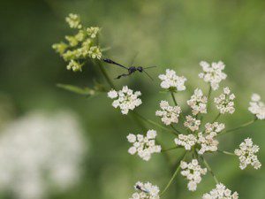Attracting Beneficial Insects by Simply Growing the Plants that they