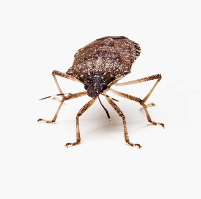 Warning Brown Marmorated Stink Bugs On The Veggie Warning Brown Marmorated Stink Bugs On The Veggie