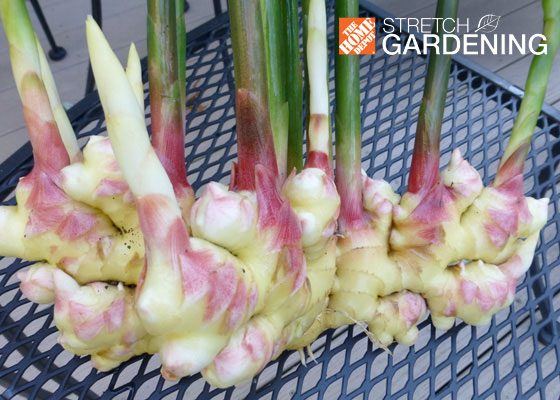 Home Depot Garden Club S Stretch Gardening Series Veggie Take A Look At The Article And Others In Stretch Gardening Series That Features Ideas For Building Cold Frame Preserving Fresh Produce