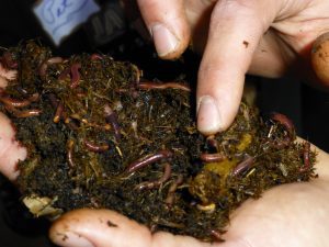 Composting Worms