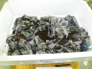 Worm Bin